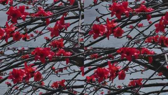 水边盛开的木棉花特写高清在线视频素材下载