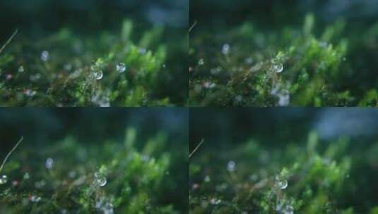 植物上的水滴特写高清在线视频素材下载