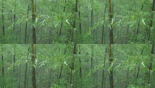 下雨天茂密的竹林枝叶繁茂生机勃勃的景象高清在线视频素材下载