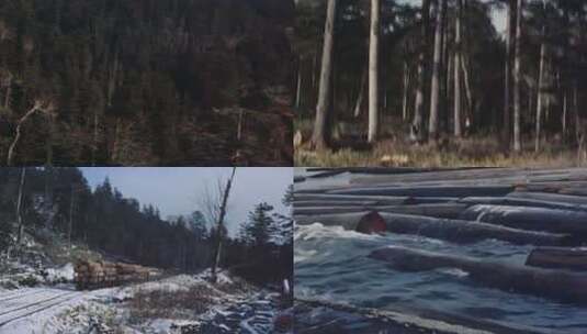 70年代 80年代 90年代 树木砍伐 砍树高清在线视频素材下载