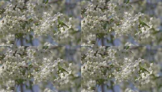 春天的梨花枝高清在线视频素材下载