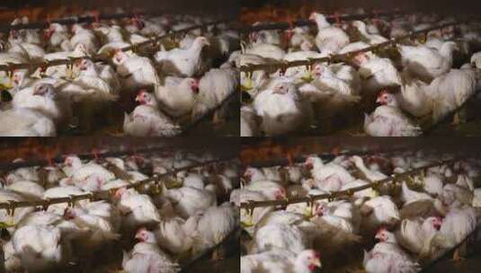 养鸡场饲养白羽鸡环境 (13)高清在线视频素材下载