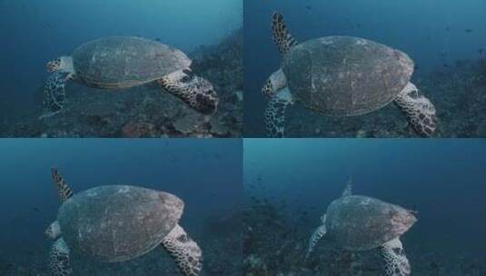 海龟在海洋里游泳高清在线视频素材下载
