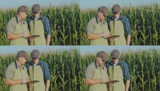 农民在玉米地里用平板电脑交流高清在线视频素材下载