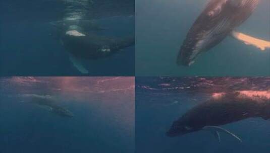鲸鱼在水面游泳的水下镜头高清在线视频素材下载