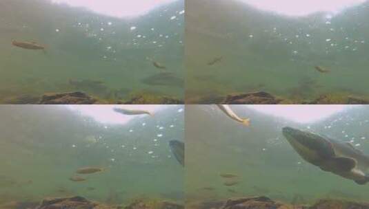 一条鲑鱼在水下游泳高清在线视频素材下载