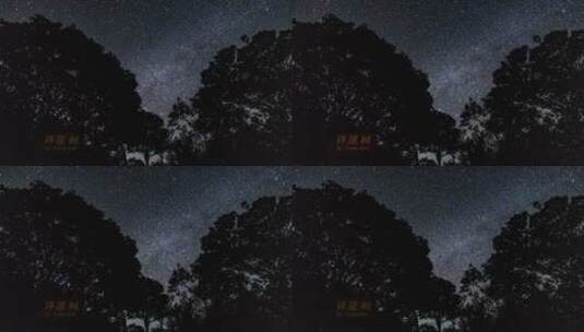 广西天龙顶许愿树璀璨星空8K50高清在线视频素材下载