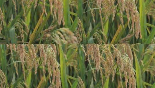 水稻稻子高清在线视频素材下载