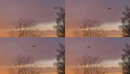 日落时分飞机划过天际树枝在风中摇摆高清在线视频素材下载