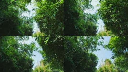 公园里的阳光竹林小路高清在线视频素材下载
