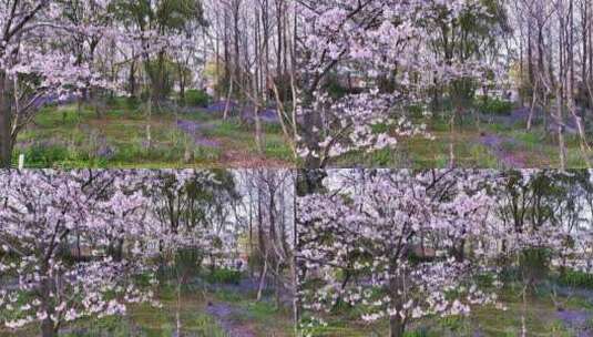 滨海森林公园樱花盛开高清在线视频素材下载