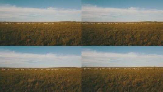 内蒙古草原绵羊群奔跑高清在线视频素材下载
