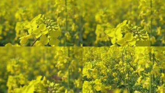 油菜花 蜜蜂采蜜 唯美油菜花高清在线视频素材下载