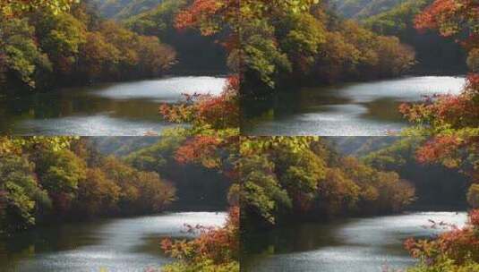 枫叶枫树秋季风景高清在线视频素材下载