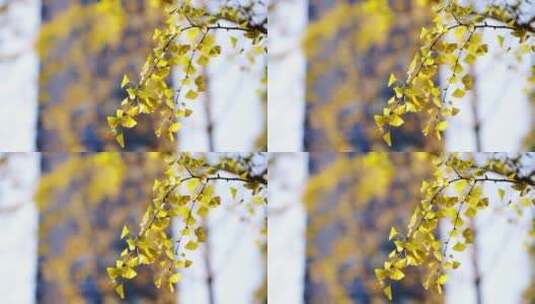 秋天逆光下的银杏树高清在线视频素材下载