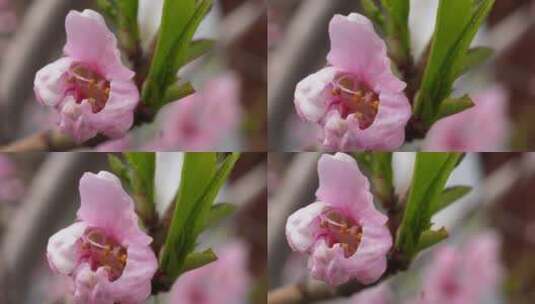 写桃花花朵花蕊花瓣春天高清在线视频素材下载