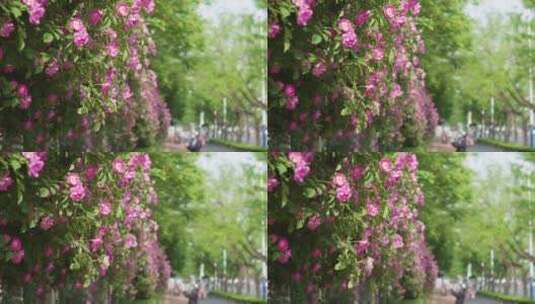 夏天路边盛开的蔷薇花高清在线视频素材下载