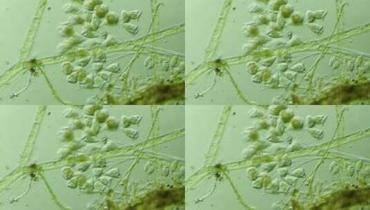 生命科学纪录片素材，显微镜下的生物钟虫3高清在线视频素材下载