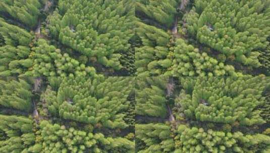 上海 崇明岛 汽车 旅拍 风景 树林高清在线视频素材下载