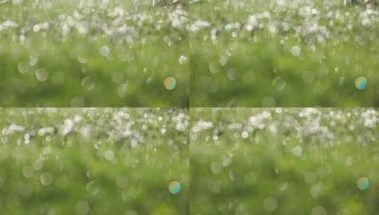 草地上唯美的水珠高清在线视频素材下载