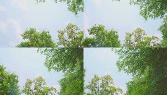 风景空境 | 树荫树叶天空蓝天白云转场高清在线视频素材下载
