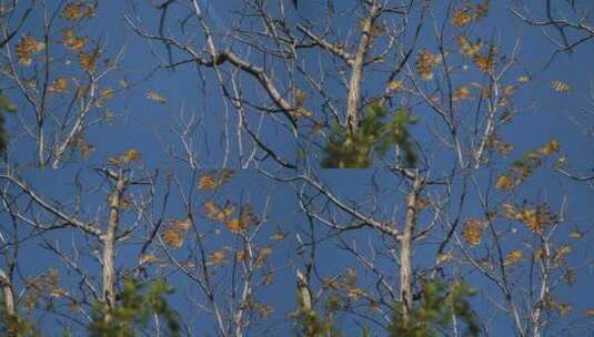秋天树林的天空高清在线视频素材下载