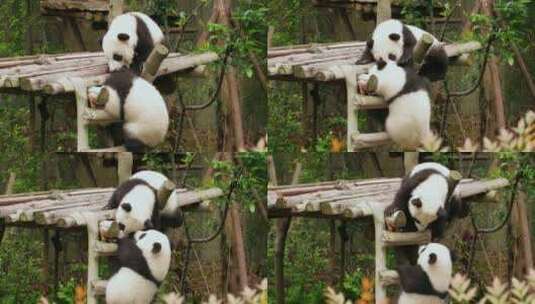 成都著名旅游景点大熊猫基地的可爱熊猫玩耍高清在线视频素材下载