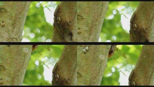 蝉附在树上的视频高清在线视频素材下载