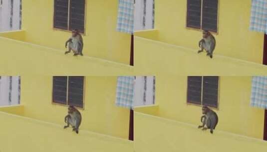 猴子坐在黄色的阳台上休息高清在线视频素材下载