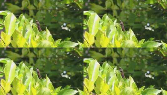 小昆虫在花园的叶子上眺望高清在线视频素材下载