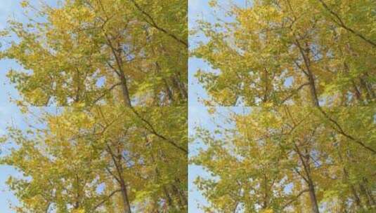 美景秋天美丽银杏树高清在线视频素材下载