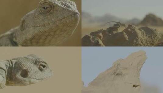蜥蜴的幸福生活高清在线视频素材下载