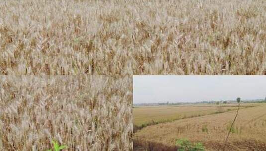 小麦成熟高清在线视频素材下载