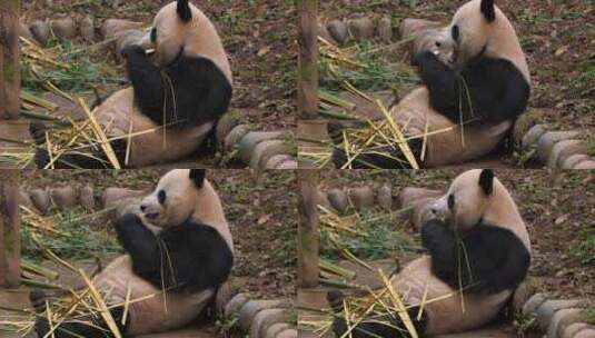 坐在地上吃竹子的熊猫高清在线视频素材下载