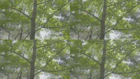 夏天的枫杨从树干摇到树枝LOG高清在线视频素材下载