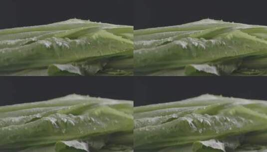 油麦菜带水影棚特写拍摄LOG高清在线视频素材下载