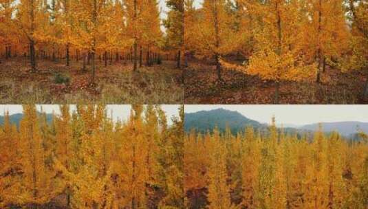 秋天金黄色银杏树高清在线视频素材下载