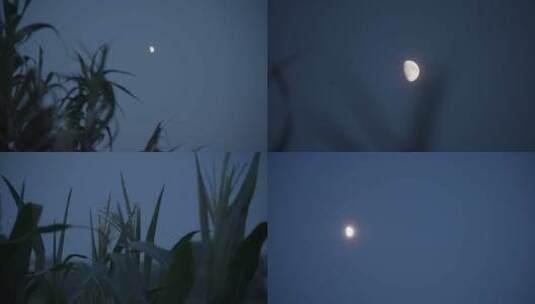 乡村夜晚月亮-4k实拍高清在线视频素材下载