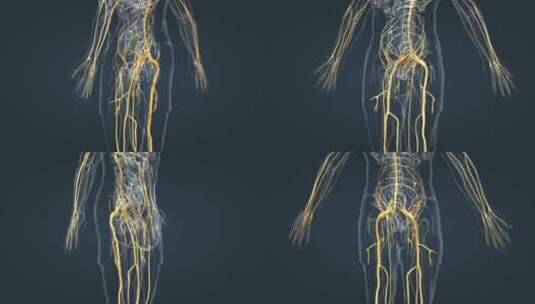 医疗中枢周围神经系统医学3D人体科学动画高清在线视频素材下载