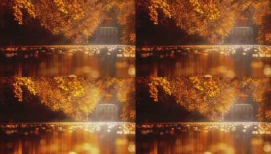 唯美秋天金黄色森林树木落叶河流特写高清在线视频素材下载