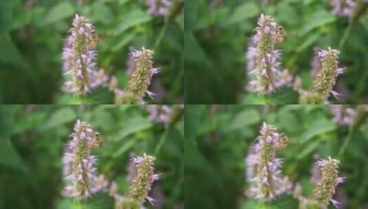 藿香花上采蜜蜜蜂慢镜头特写高清在线视频素材下载