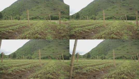 农田秧苗春季耕种高清在线视频素材下载