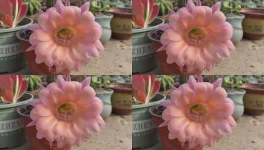 粉色仙人掌花朵高清在线视频素材下载