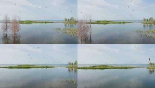 新疆博斯腾湖边的鸟群高清在线视频素材下载