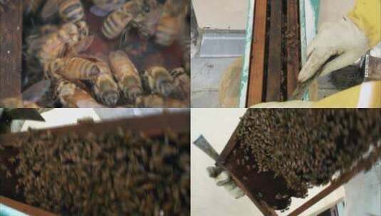 蜂箱中的蜜蜂高清在线视频素材下载