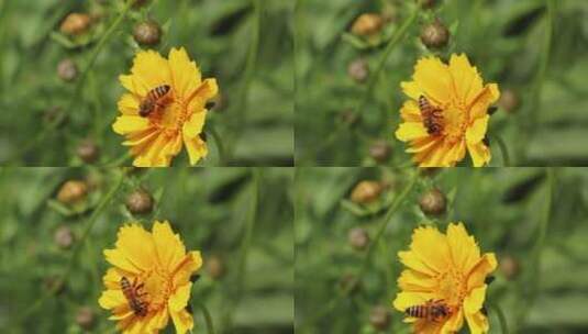 蜜蜂实拍高清在线视频素材下载