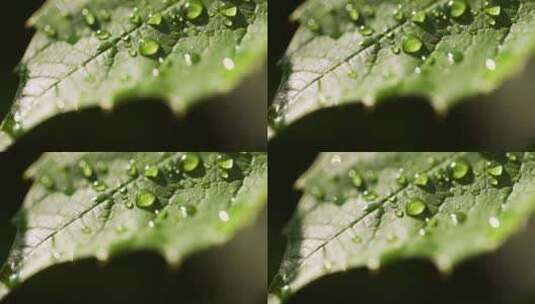 春雨自然雨水雨滴下雨水滴十二节气谷雨水分高清在线视频素材下载