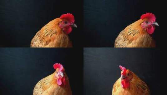 鸡表情素材高清在线视频素材下载