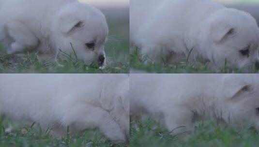 草地上玩耍的小狗高清在线视频素材下载
