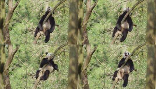 春天山林里坐在树上懒洋洋睡觉的国宝大熊猫高清在线视频素材下载
